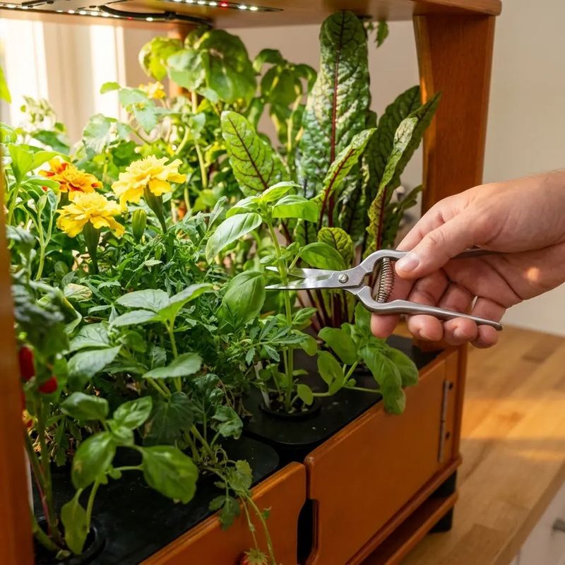 Trim modestly and give indoor growth time Trim modestly and give indoor growth time