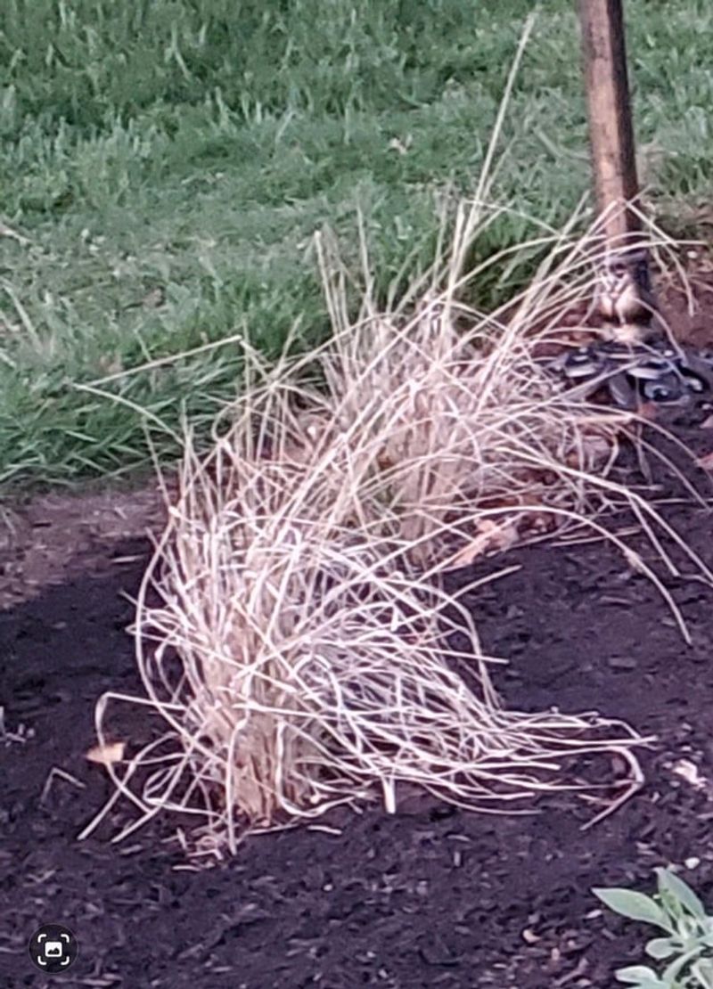Trim old foliage before spring growth