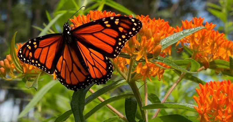 Tropical Milkweed Alternatives