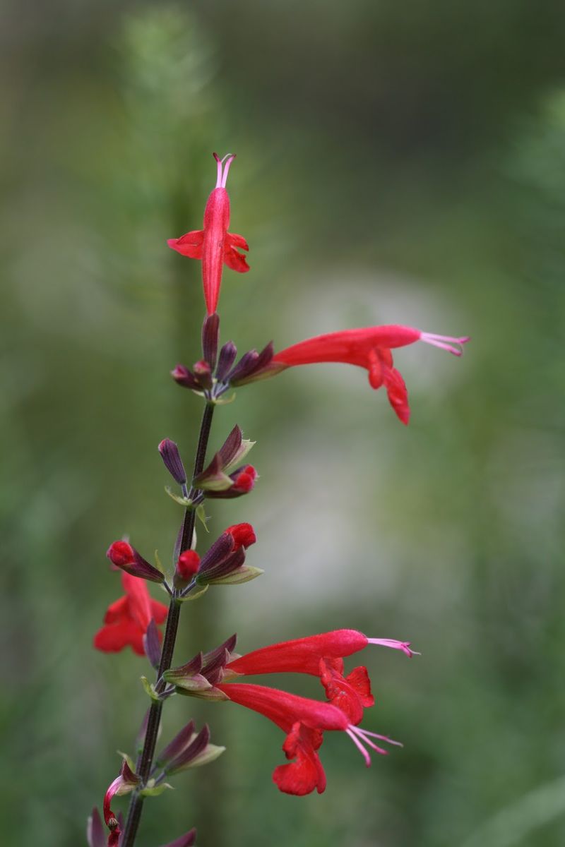 Tropical Sage