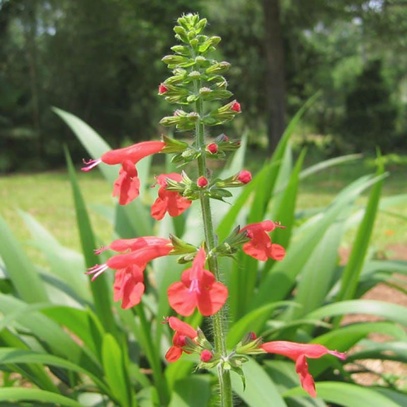 Tropical Sage