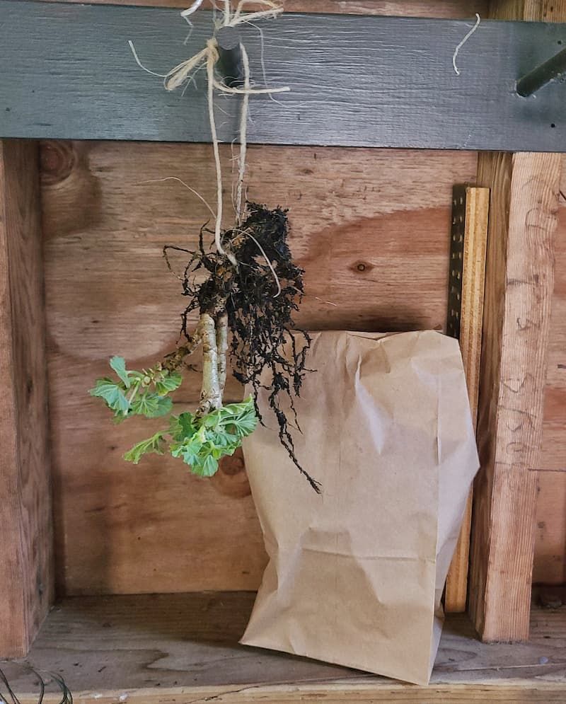 Try the Old-Fashioned Bare-Root Method