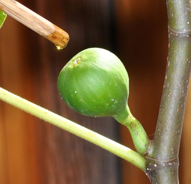 Try the Olive Oil Oiling Trick