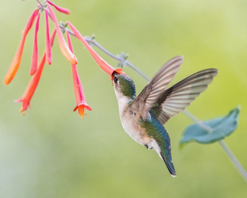 Tubular flowers offer seasonal nectar Tubular flowers offer seasonal nectar