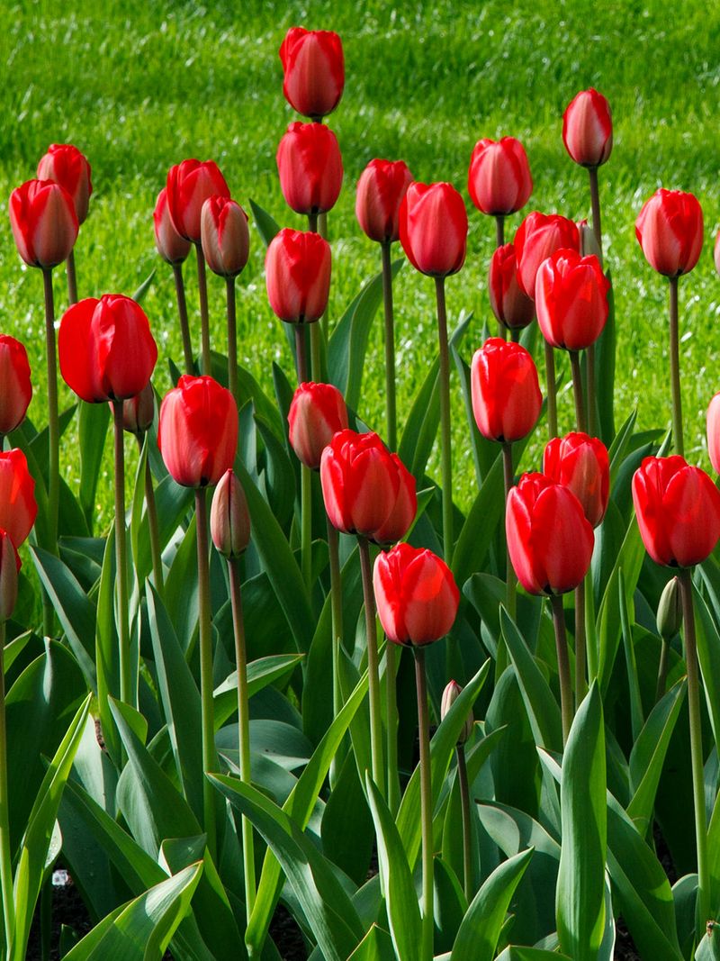 Tulips