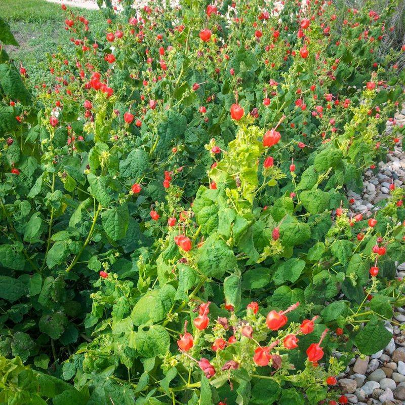 Turk’s cap can offer passing birds another place to feed