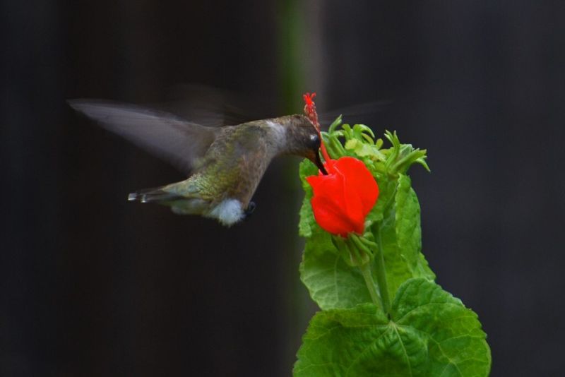 Turk’s-cap is a promising candidate, not a guarantee