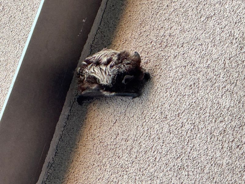 Turn off needless lights and leave outdoor roosts alone