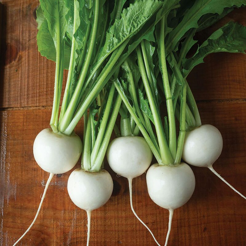 Turnips and Their Greens