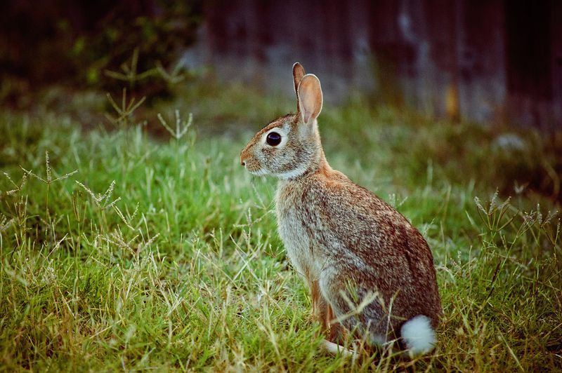 Twilight sightings fit ordinary cottontail activity Twilight sightings fit ordinary cottontail activity