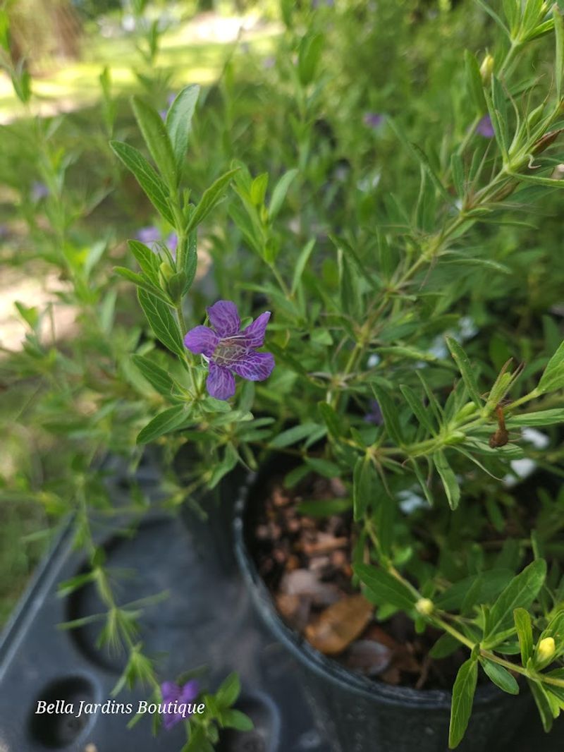 Twinflower