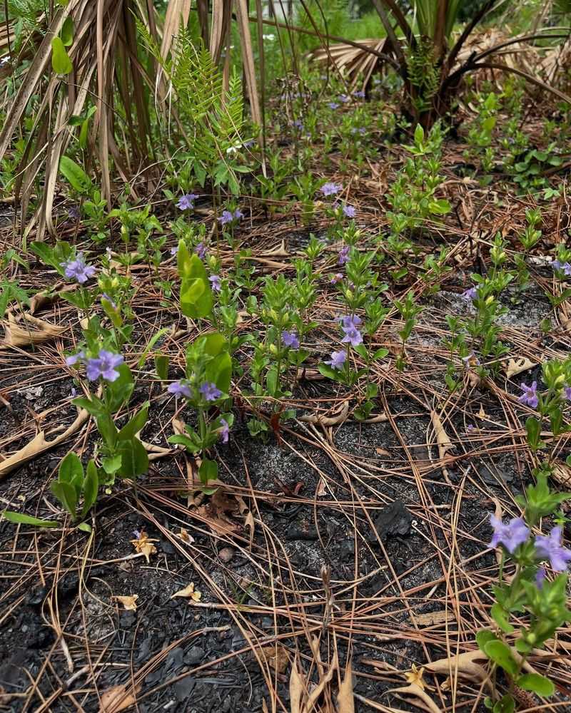 Twinflower