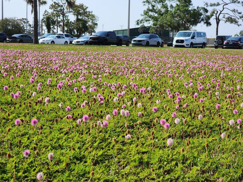 Two Florida-native groundcovers to consider Two Florida-native groundcovers to consider
