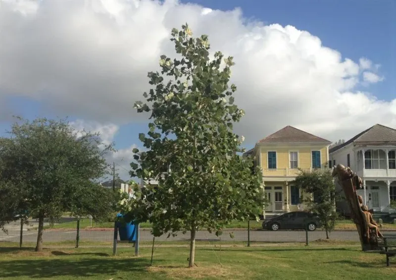 Two sycamores fit the fast-growth clue