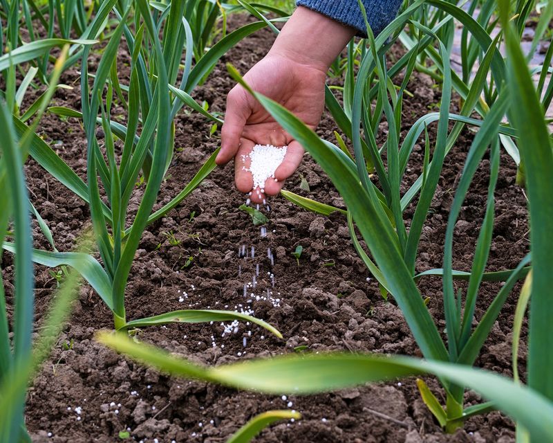 Underfeeding at Planting Time