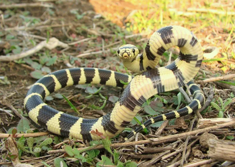 Understand its diet and the predator-prey relationship