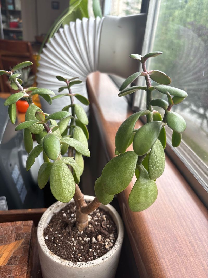 Underwatering and Thirsty Roots