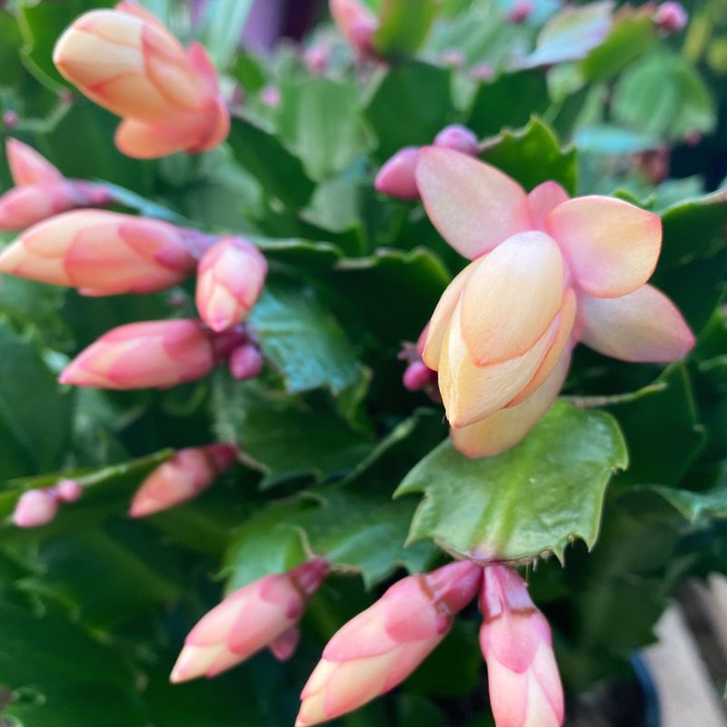 Use a Simple Fall Check-In, Not a Guaranteed Bloom Schedule