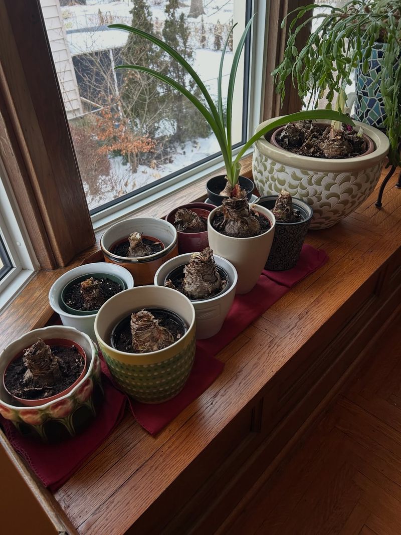 Use a cool, dry, frost-free rest to schedule flowering