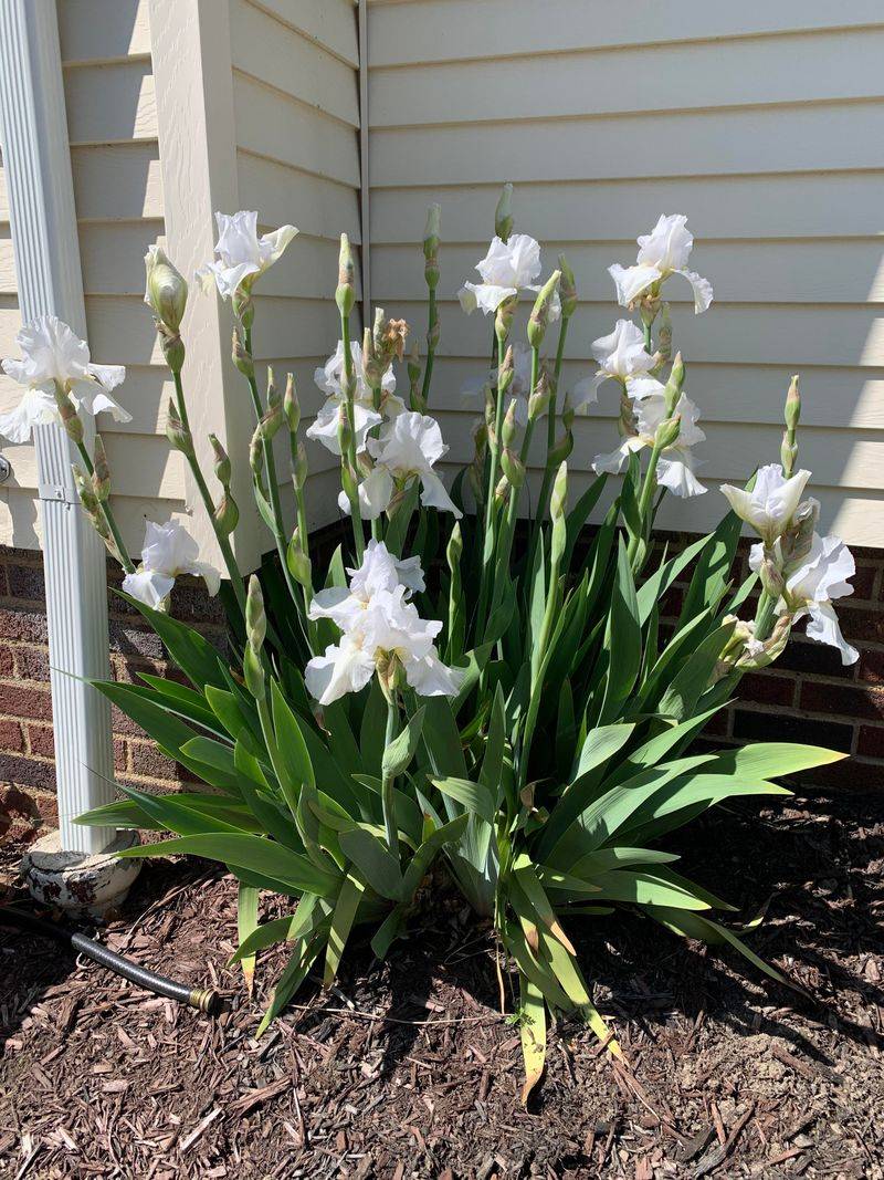 Use a flexible post-bloom window in North Carolina Use a flexible post-bloom window in North Carolina