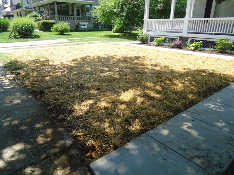 Use a light mulch to protect seed