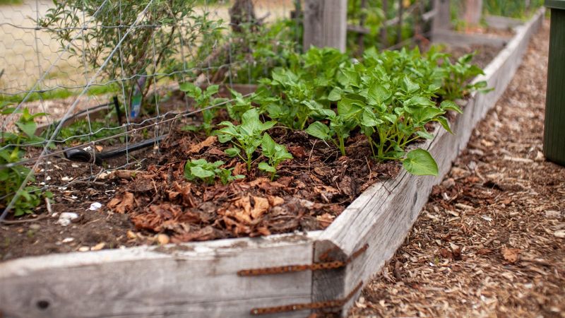 Use a lighter touch in vegetable beds