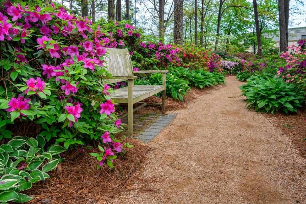 Use a modest mulch layer to steady the root zone