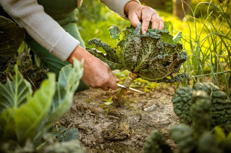 Use a root twist only to delay harvest briefly