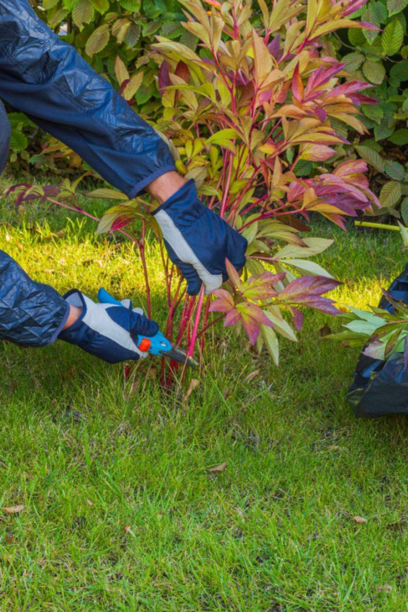 Use a seasonal routine, not a bloom guarantee