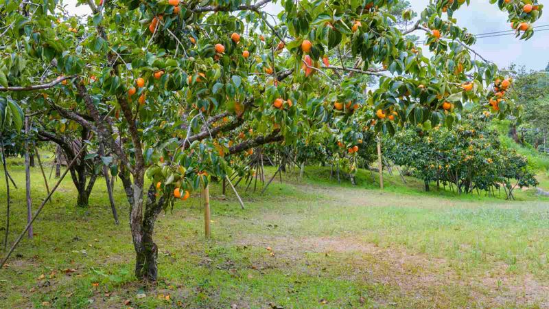 Use a simple fall decision rule
