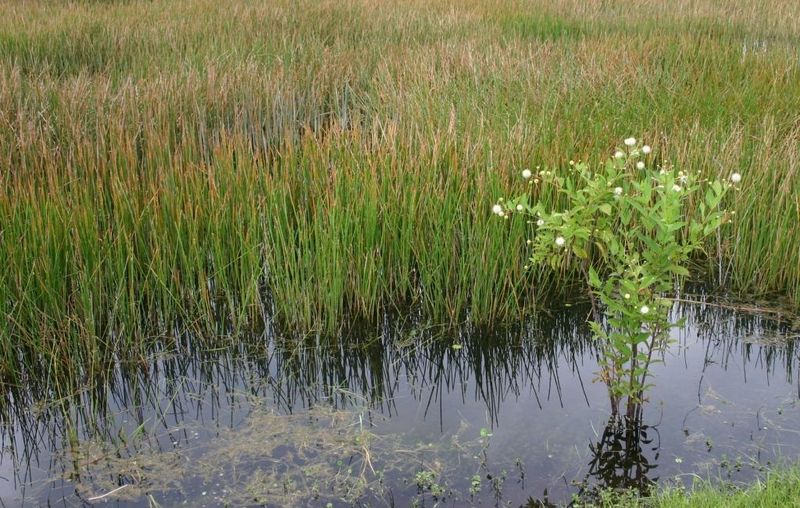 Use a simple site-and-safety check before planting