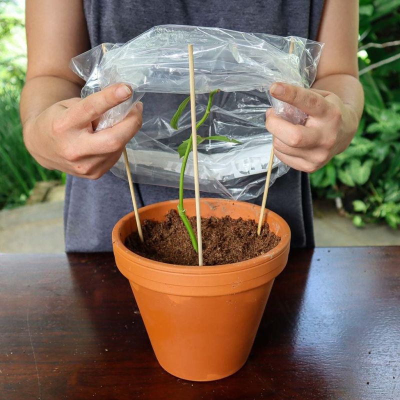 Use a small pot to monitor moisture Use a small pot to monitor moisture