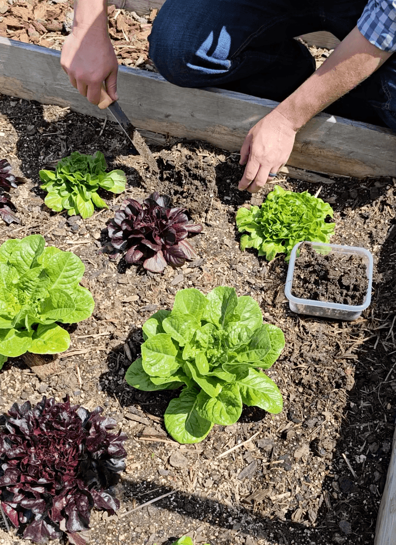 Use compost as a measured amendment
