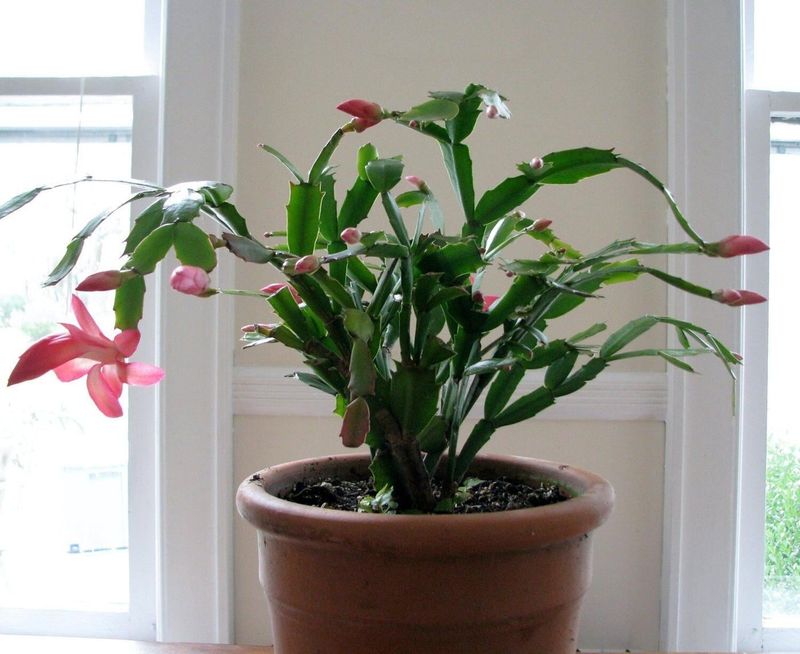 Use cool nights without exposing the plant to cold