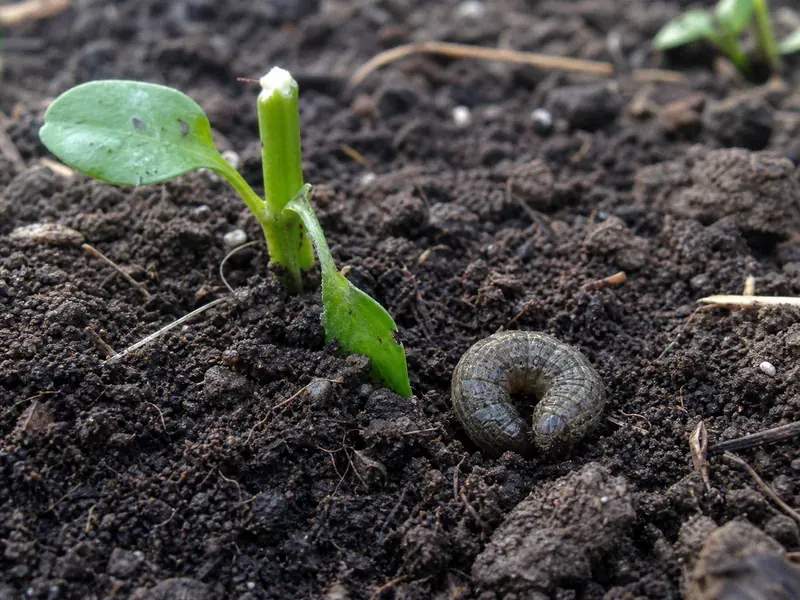 Use direct measures when pests damage plants