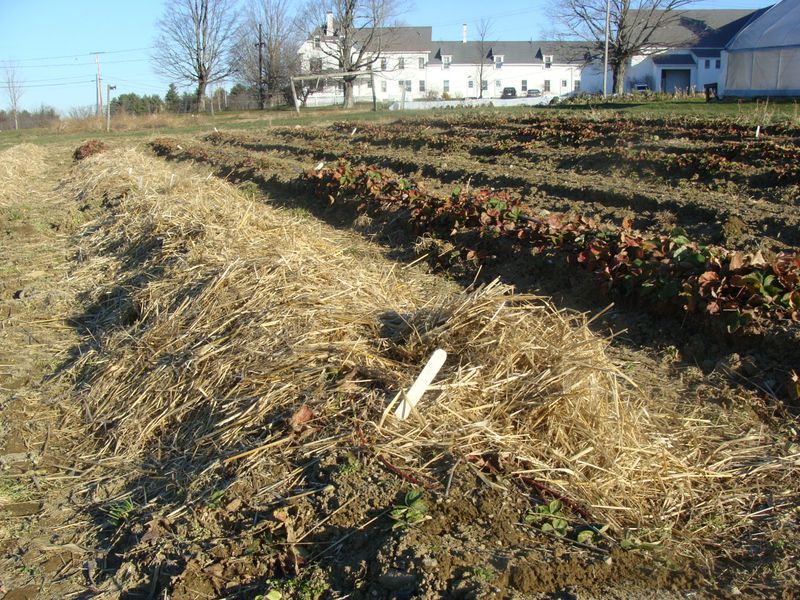 Use dormancy and local cues, not just the first forecast