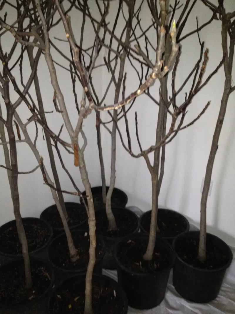 Use dormancy as your California pruning cue