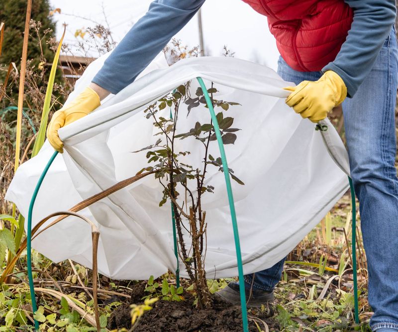 Use fabric for a freeze threat, not a sealed winter wrap Use fabric for a freeze threat, not a sealed winter wrap