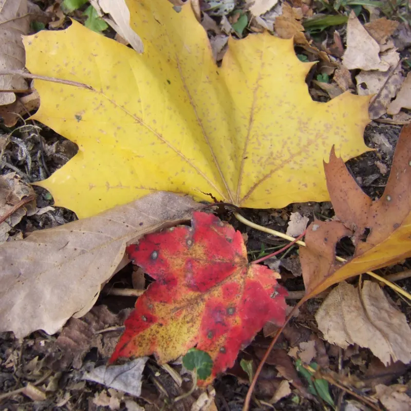 Use fall as a composting reminder, not a special application window