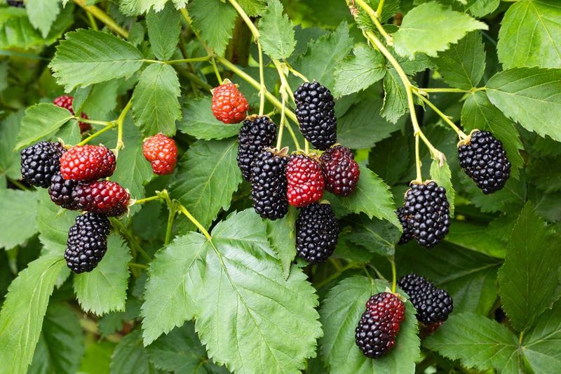 Use fruiting history to identify spent canes