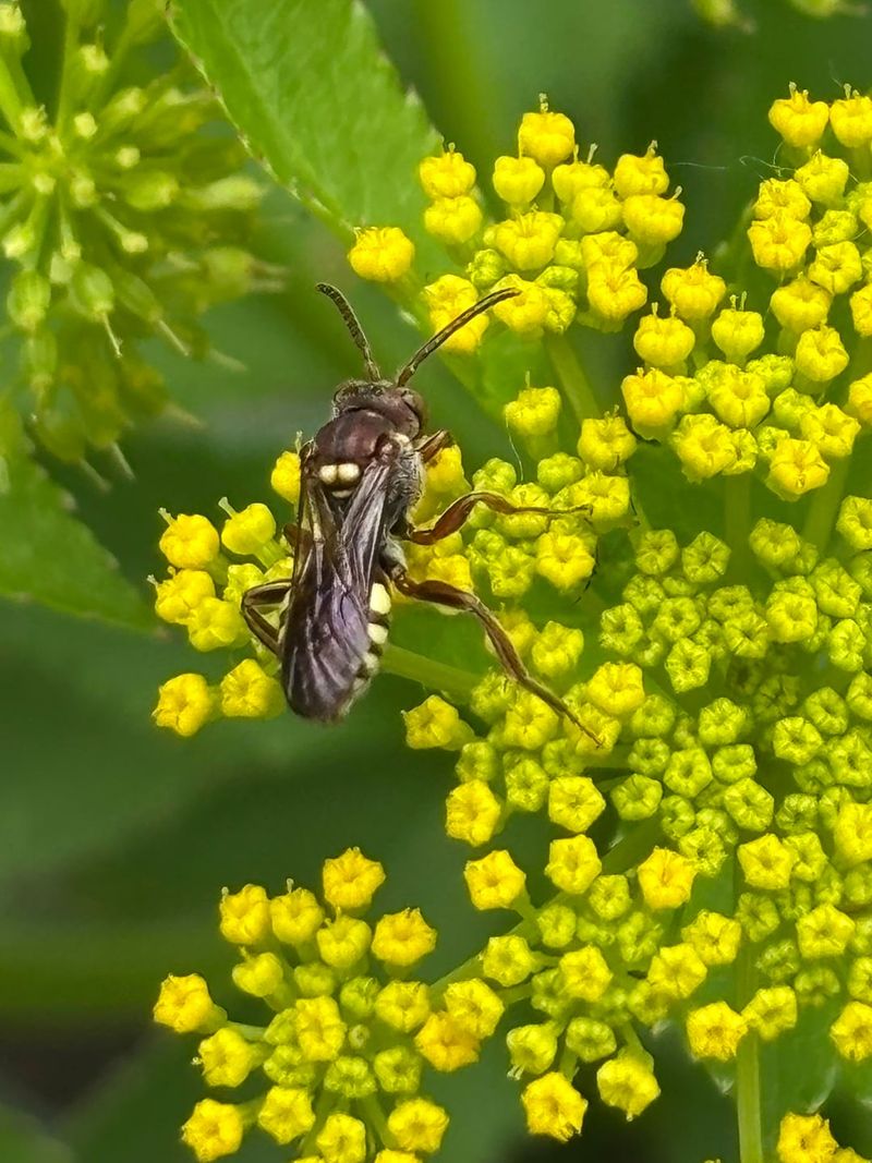 Use golden Alexanders as habitat, not a rescue plan
