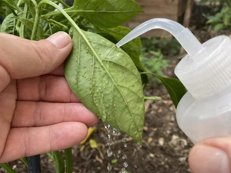 Use labeled insecticidal soap cautiously if needed Use labeled insecticidal soap cautiously if needed