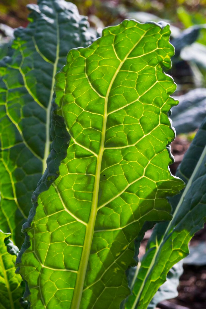 Use leaf maturity to judge when to pick