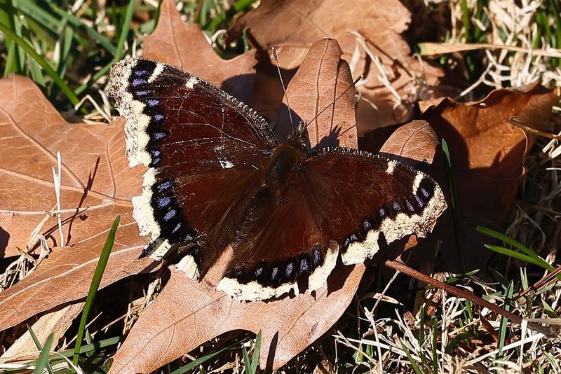 Use leaves for mulch and leave some for wildlife