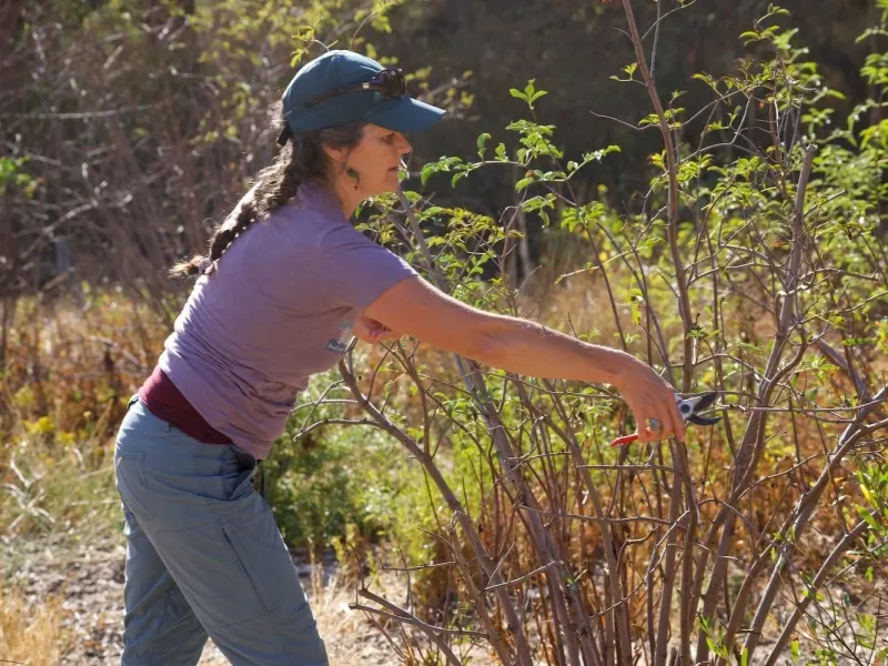 Use light pruning to shape the shrub Use light pruning to shape the shrub
