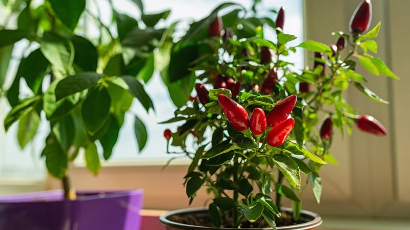 Use local cold risk—not a calendar date—to decide when to move a pepper Use local cold risk—not a calendar date—to decide when to move a pepper