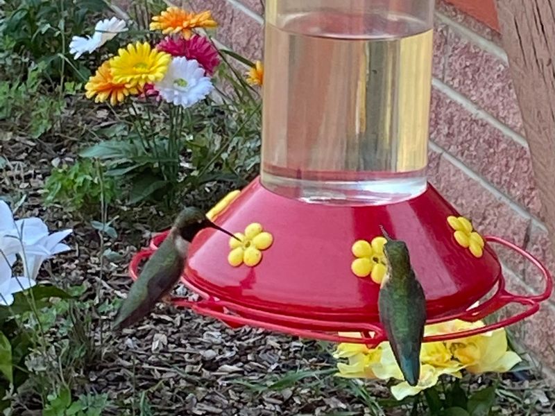 Use local sightings to decide when to take the feeder down