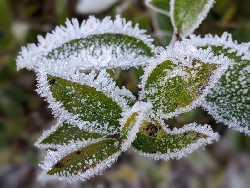 Use local weather, not a statewide fall deadline