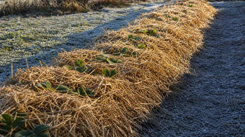 Use loose mulch only if more severe cold is forecast