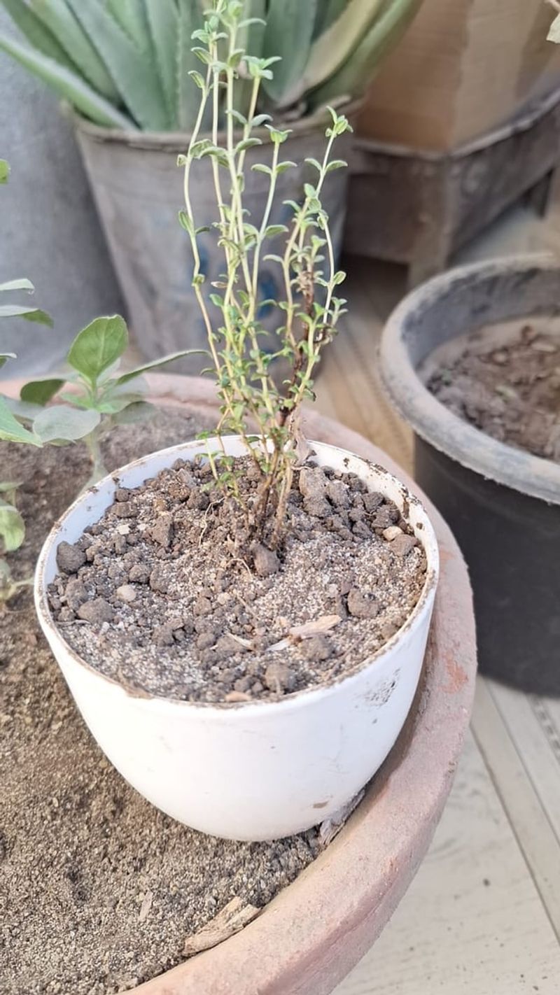 Use moist sand as the supported thyme method Use moist sand as the supported thyme method